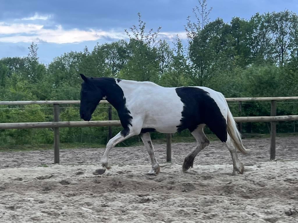 Lieve pony te lease, Verzorging of Verzorgpony's