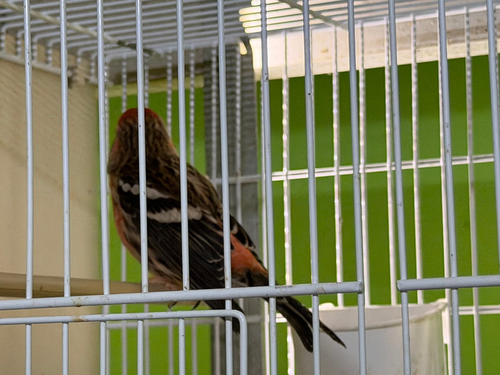 Bastaard Witband Kruisbeek & Barmsijzen, Mannelijk, Wildzangvogel, Geringd