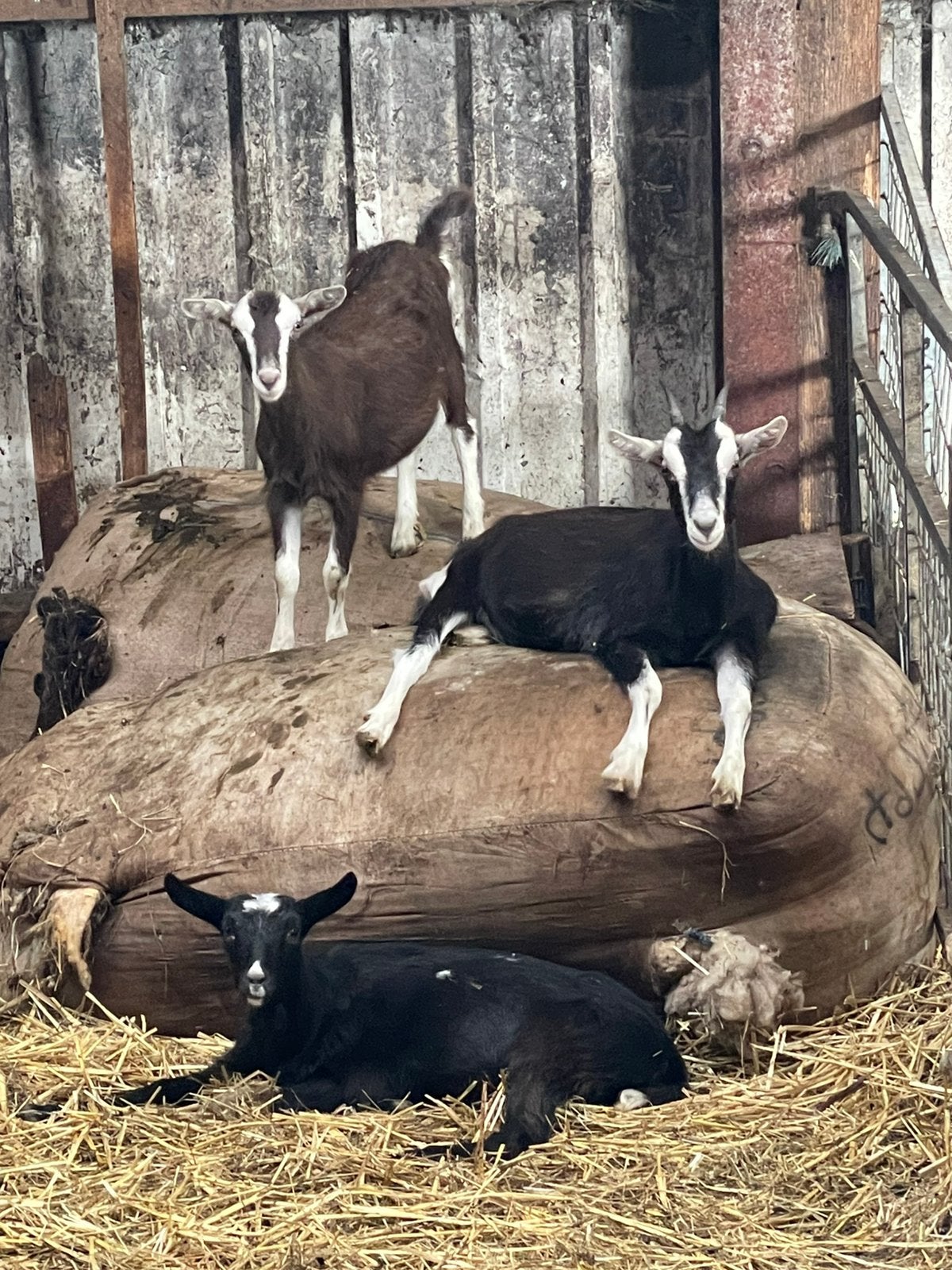 3 mooie jonge toggenburger geitjes, Vrouwelijk, Geit