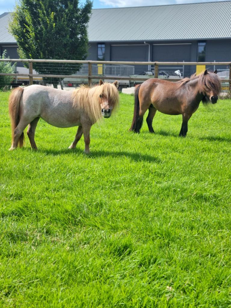 Mini Shetlanders, Dieren en Toebehoren, Pony's, Merrie, A pony (tot 1.17m)