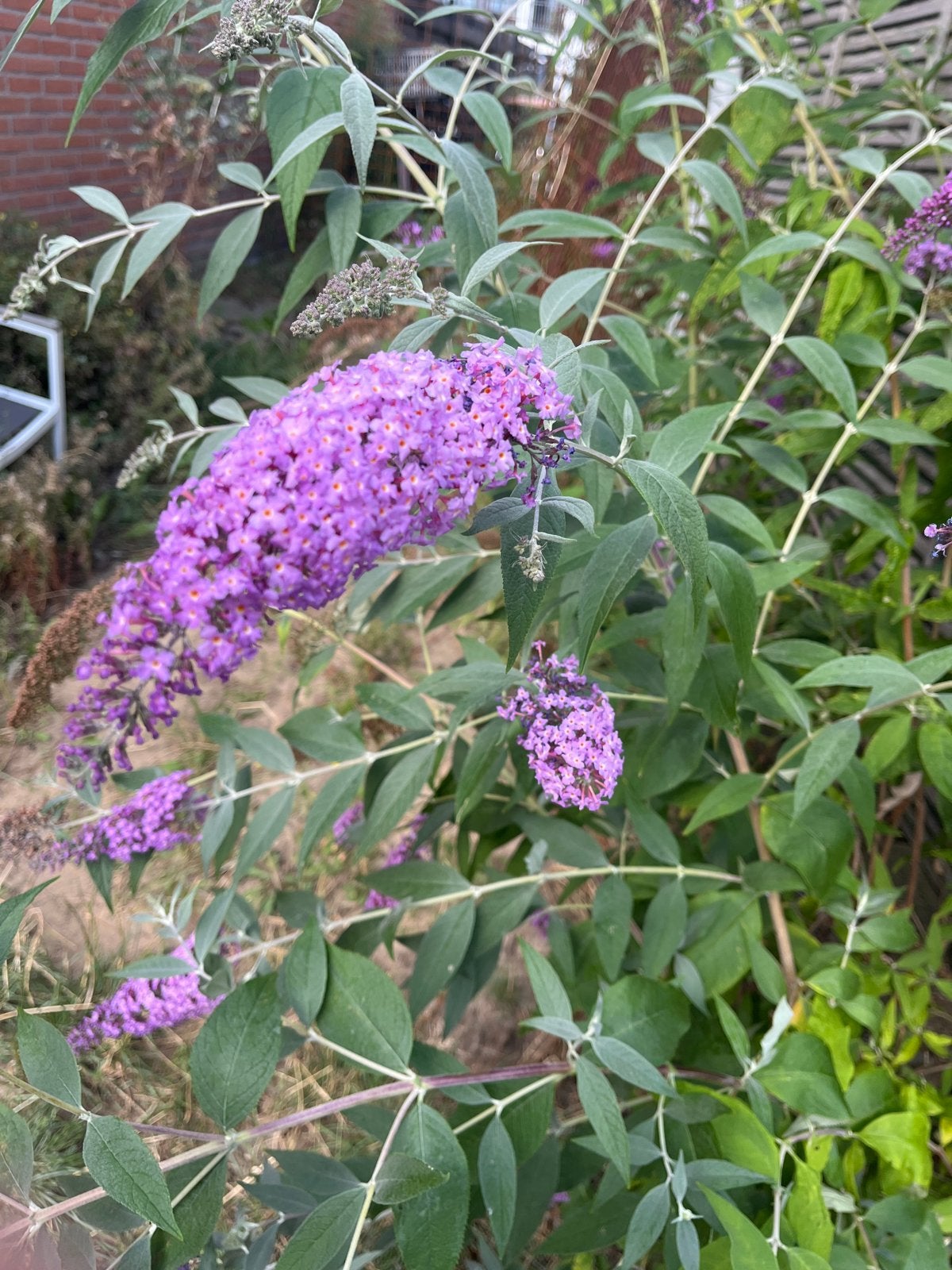 Meerdere vlinderstruiken (Buddleja davidii) 1.50-2.50m, Volle zon, Vaste plant, Zomer, Ophalen