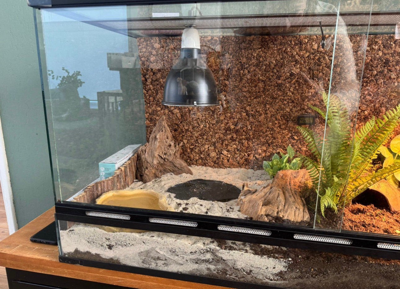 Russische landschildpadden Tortoise photo 6