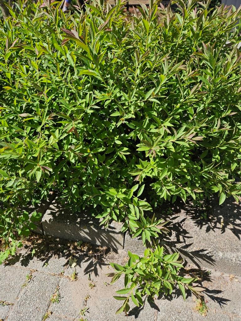 Spirea struiken - Ideaal voor tuin en landschap, Ophalen of Verzenden, Overige soorten, Struik, Minder dan 100 cm