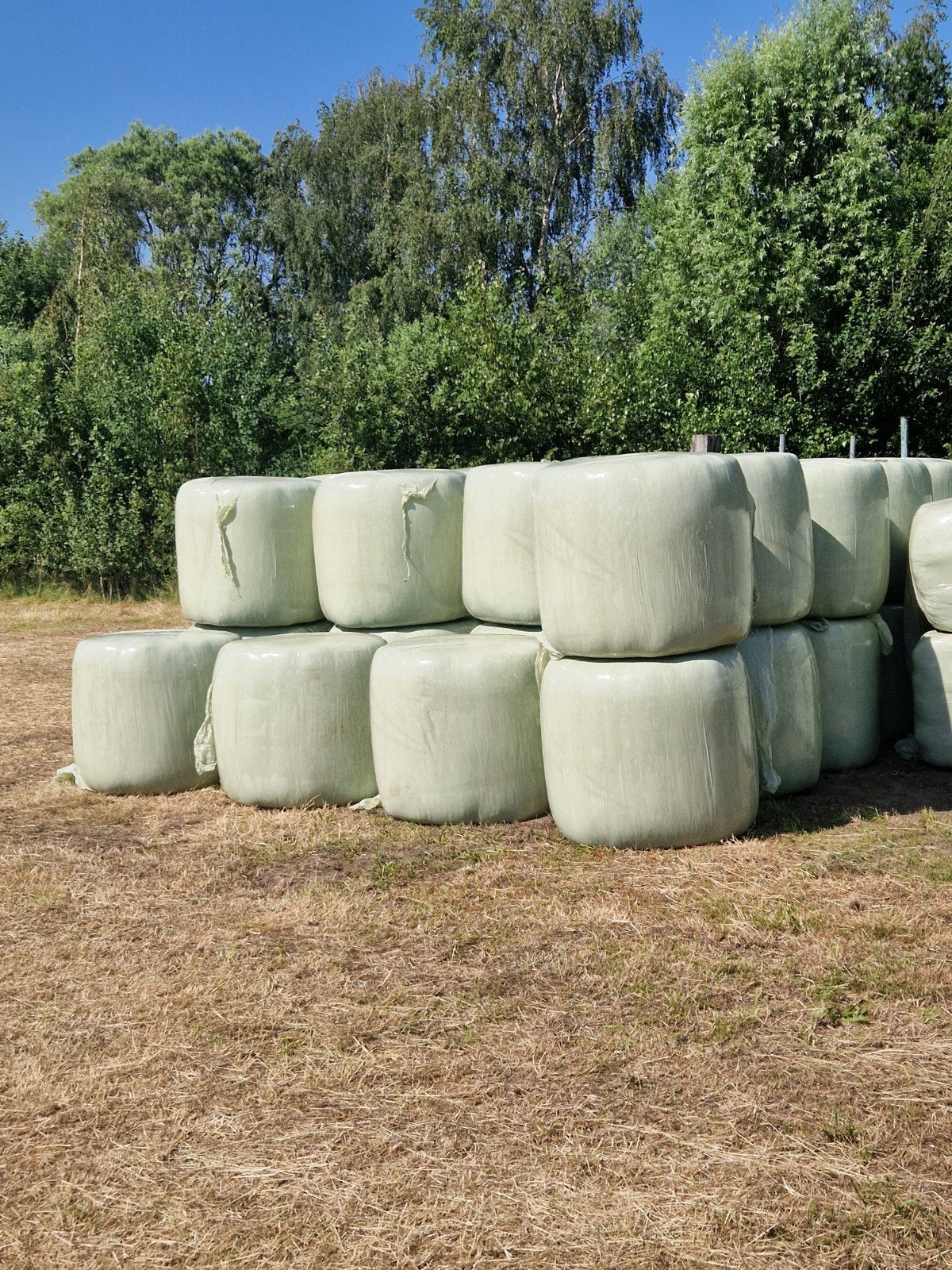 Midi balen, natuurgrasland, jacobskruidvrij, Ophalen, Vee