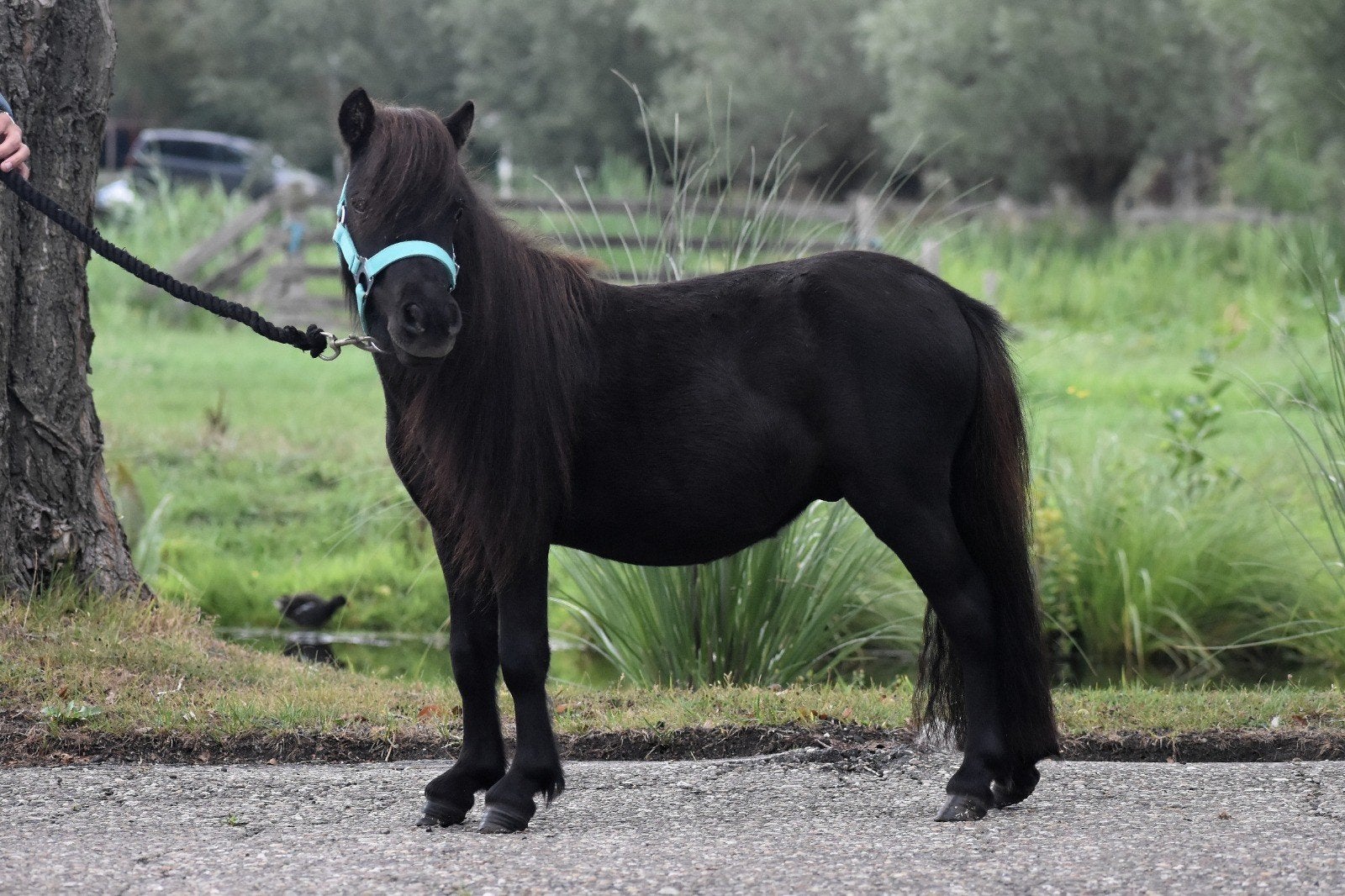 **SUPER LEUKE & LIEVE 2 JARIGE SHETLANDER RUIN  **, Ruin, Niet van toepassing, 0 tot 2 jaar, A pony (tot 1.17m)