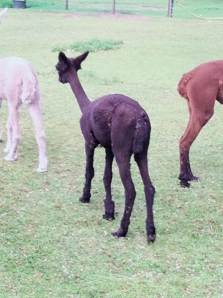 Alpaca Merrie 2 jaar, Dieren en Toebehoren, Juli, Vrouwelijk