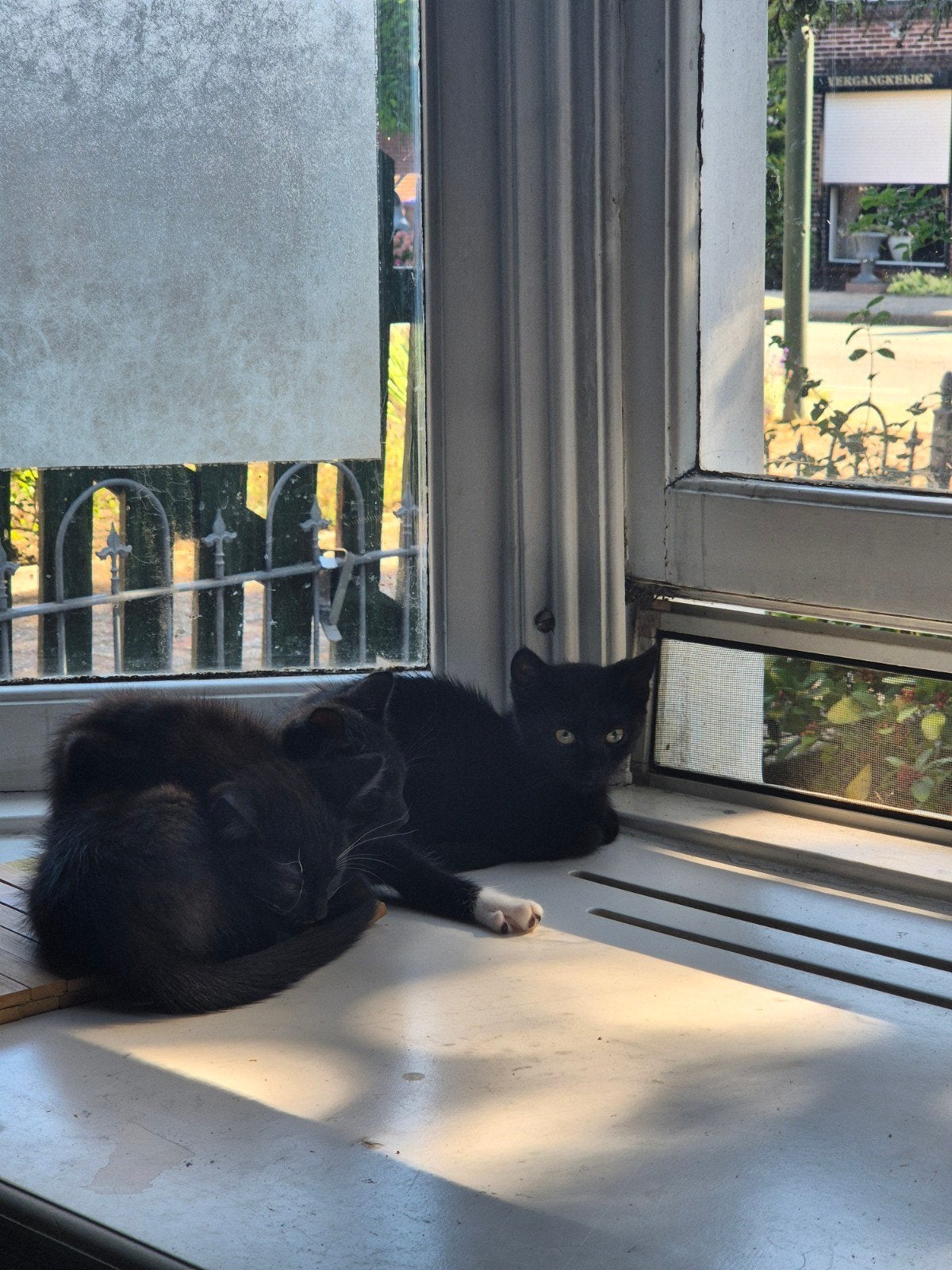 Kitten, Meerdere dieren