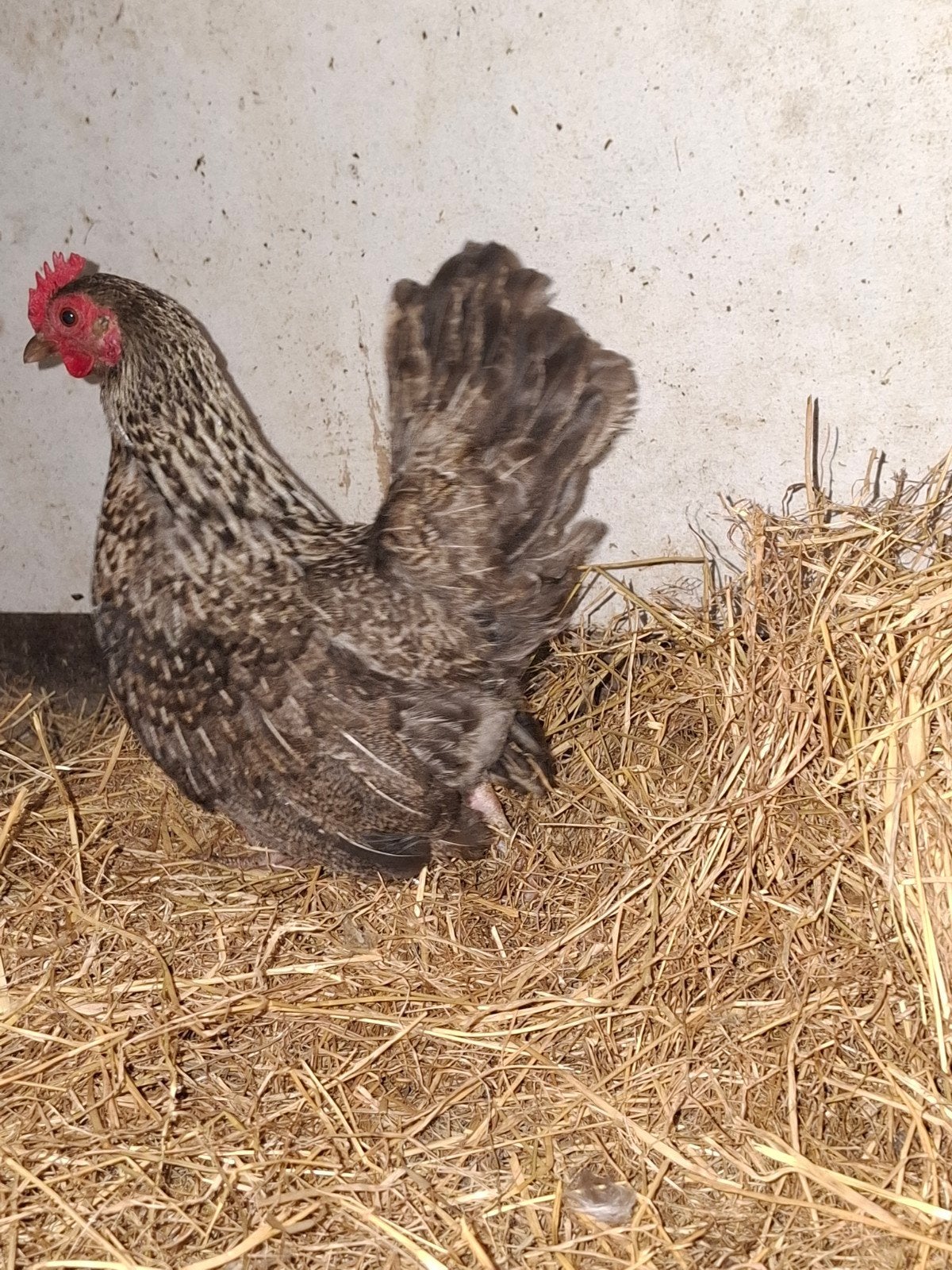 serama  hennen., Dieren en Toebehoren, Pluimvee, Vrouwelijk, Kip