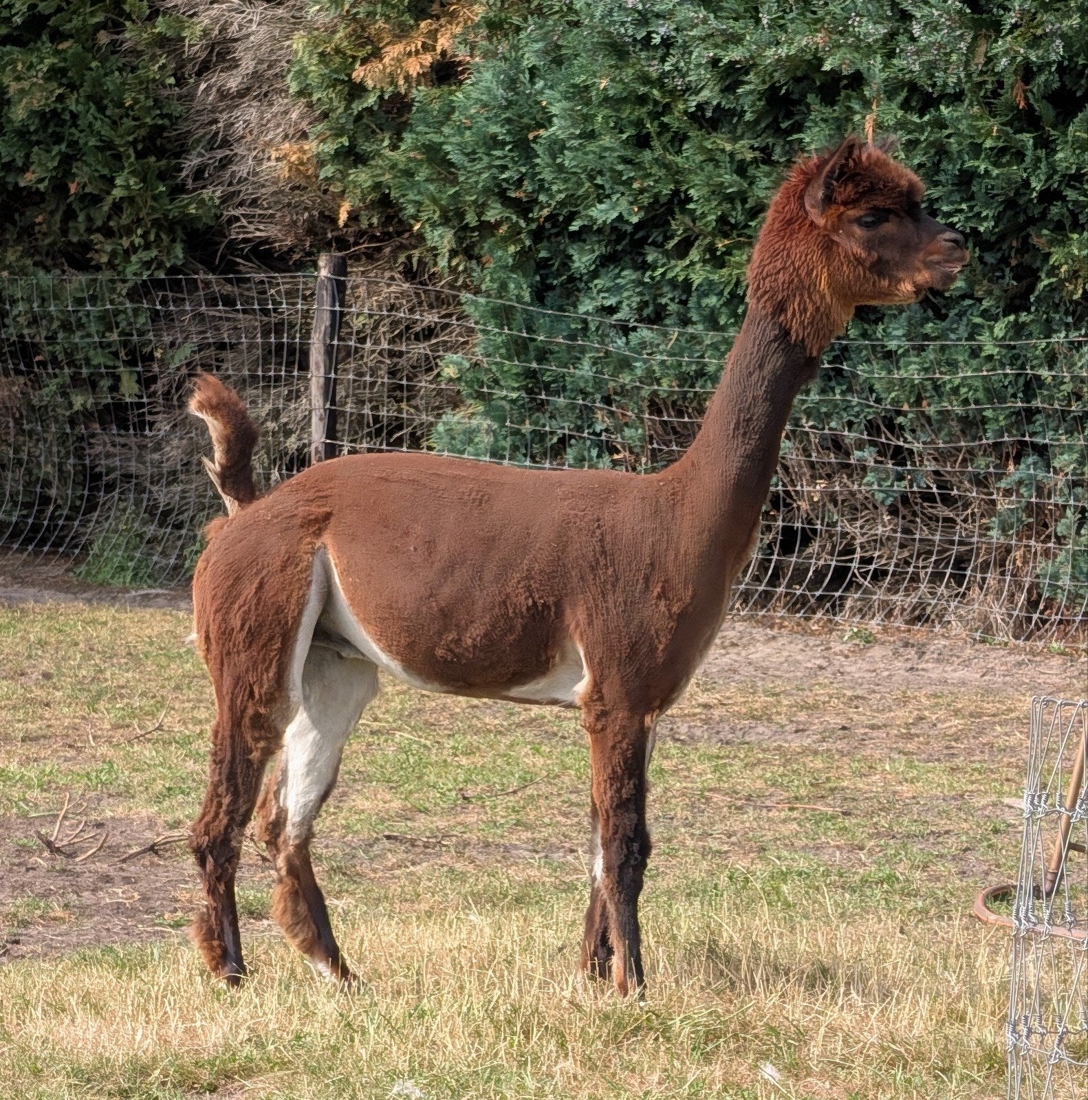 Bruin Alpaca mannetje gecastereerd, Dieren en Toebehoren, Overige Dieren, Mei, Mannelijk
