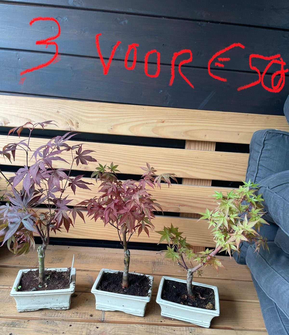 Japanse Esdoorn Bonsai - Diverse kleuren, Tuin en Terras, Overige soorten, Vaste plant, Ophalen of Verzenden, Bloeit niet