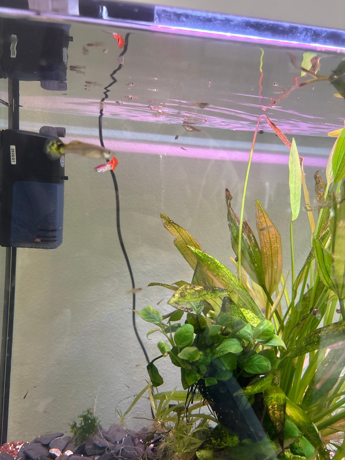 Te koop  jonge Baby guppies, Dieren en Toebehoren, Vis, Zoetwatervis, Schoolvis