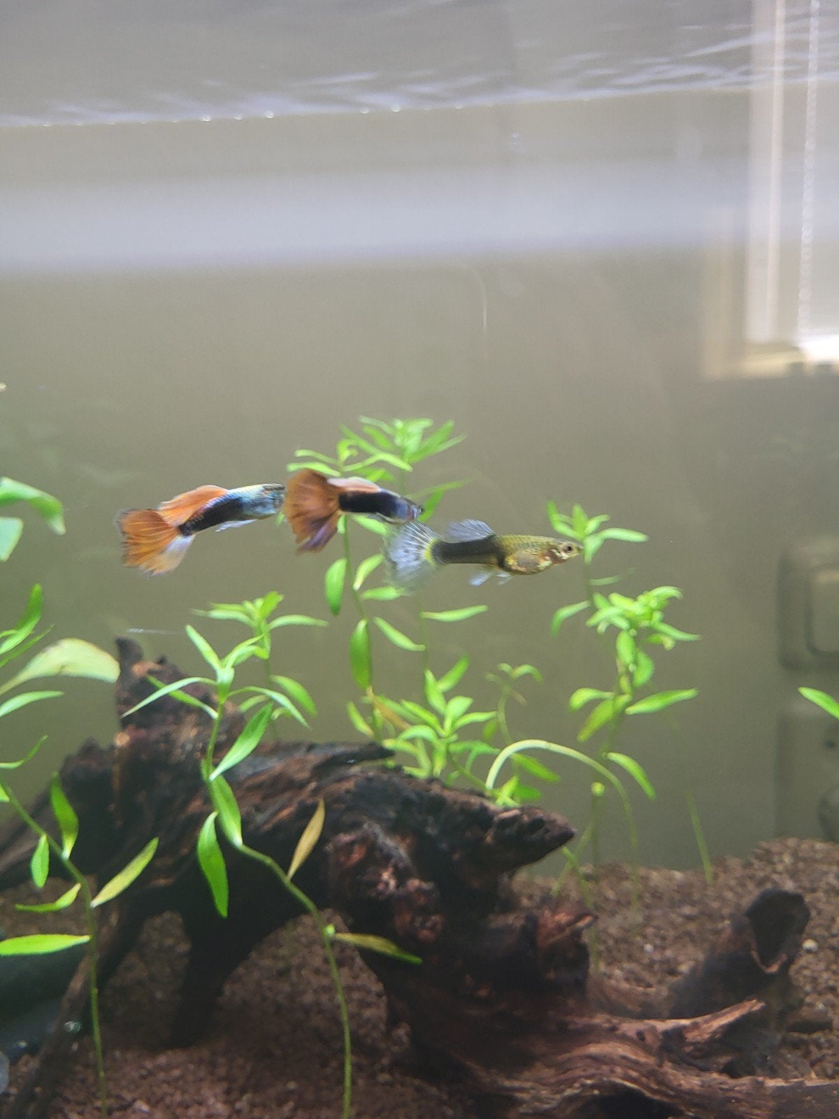 2 jonge mannetjes guppen, Vis, Zoetwatervis, Schoolvis