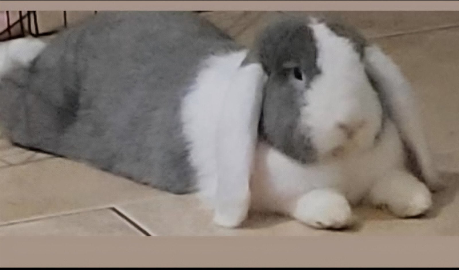 de huppelhoeve knaagdieren vakantieopvang, Dieren en Toebehoren, Knaagdieren, Januari, Meerdere dieren, Cavia