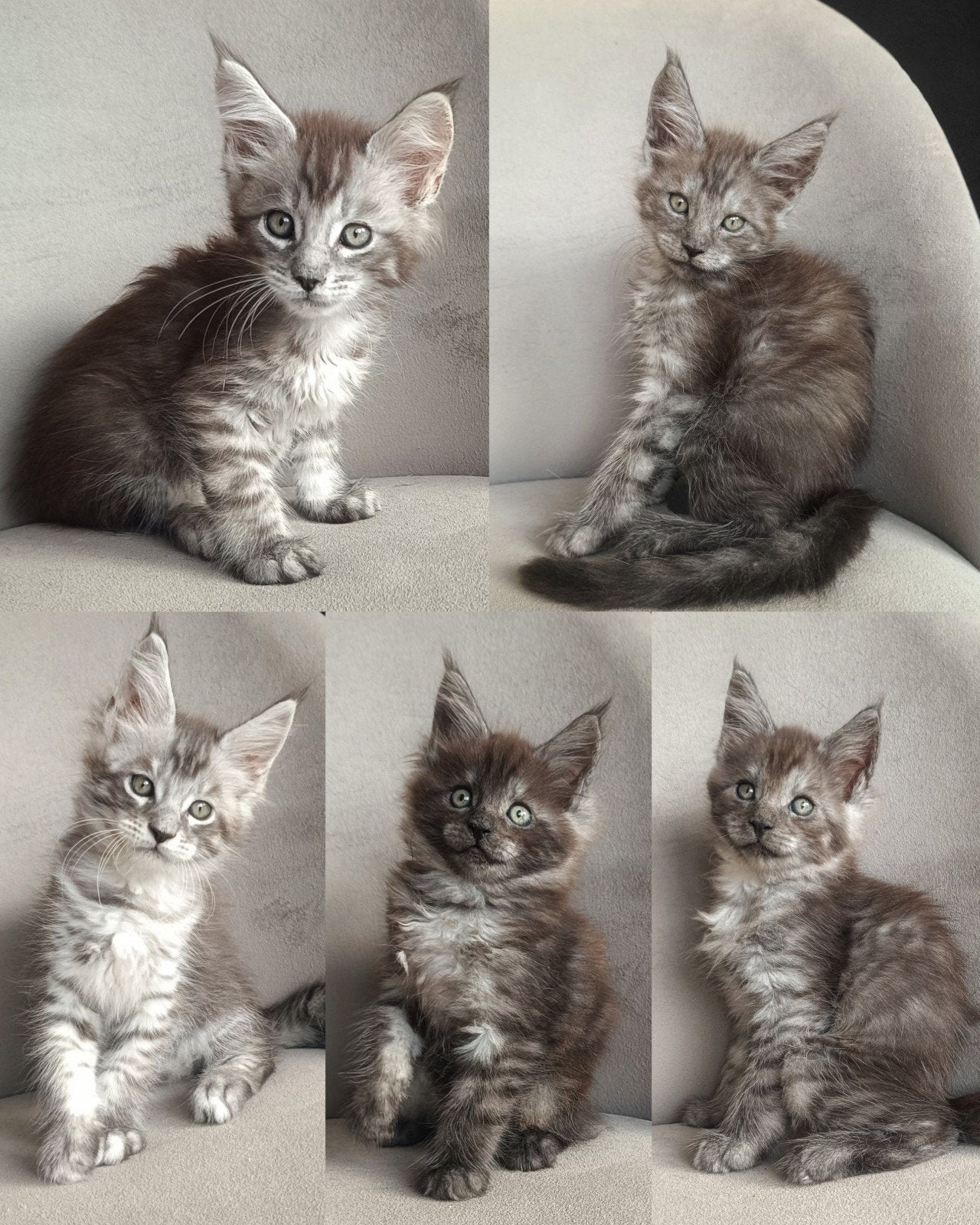Lieve sociale Maine coons stamboom kittens beschikbaar, Meerdere dieren, Met stamboom