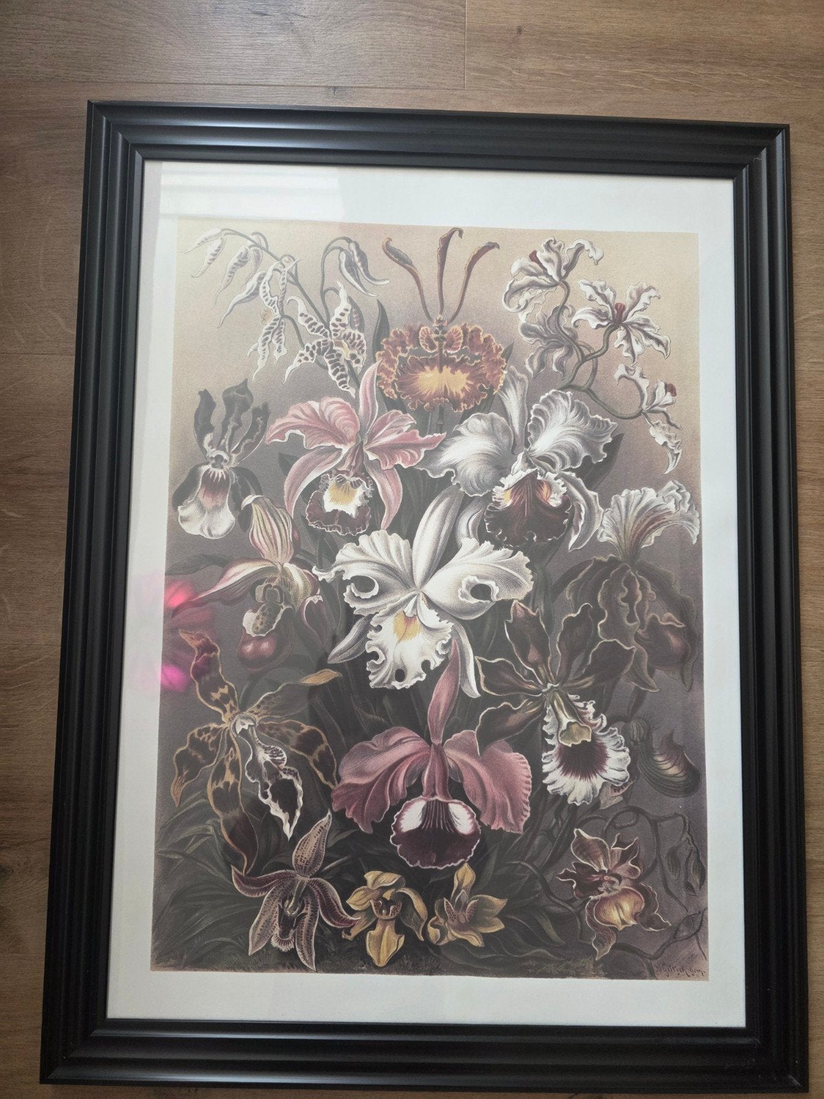 H&M Home Poster met lijst - Botanische print orchideeën, 50 – 75, Minder dan 50 cm, Ophalen of Verzenden, Zo goed als nieuw