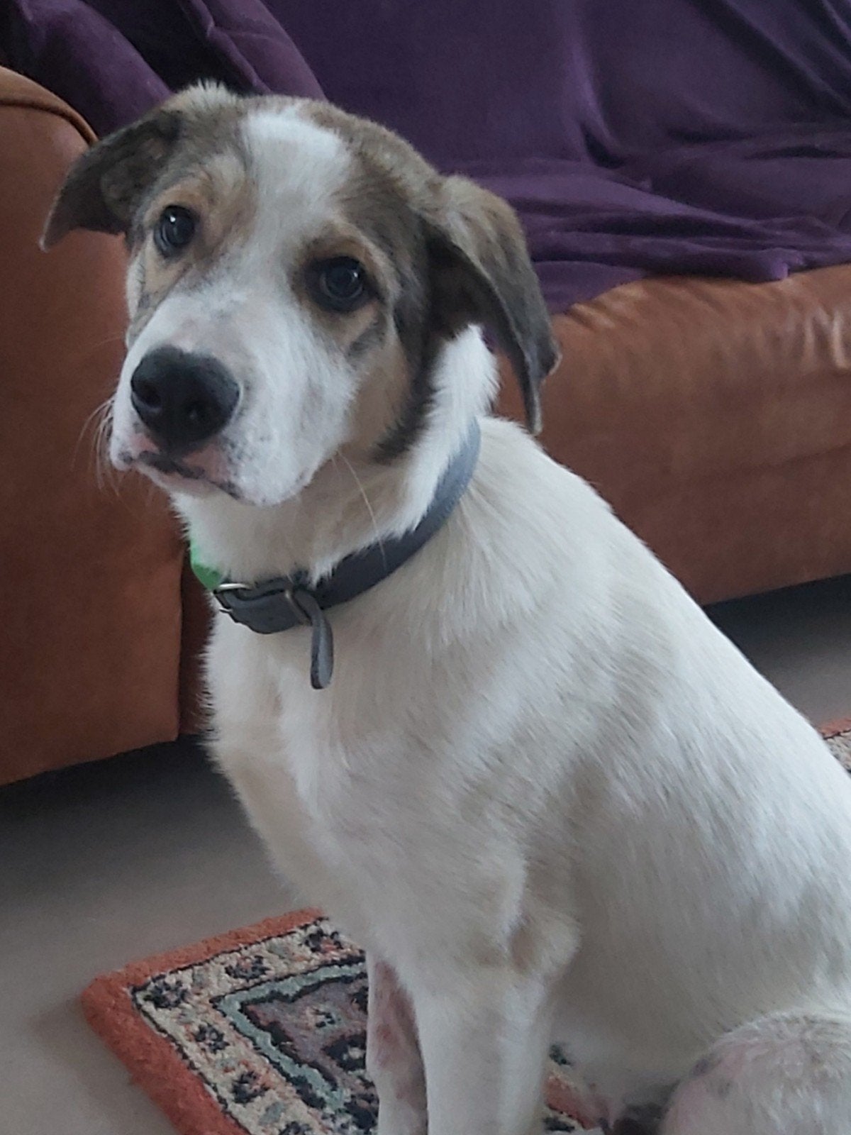 Kruising Pyreneese Berghond pup reu, 15 weken tot 1 jaar, Eén hond, Nederland, Particulier