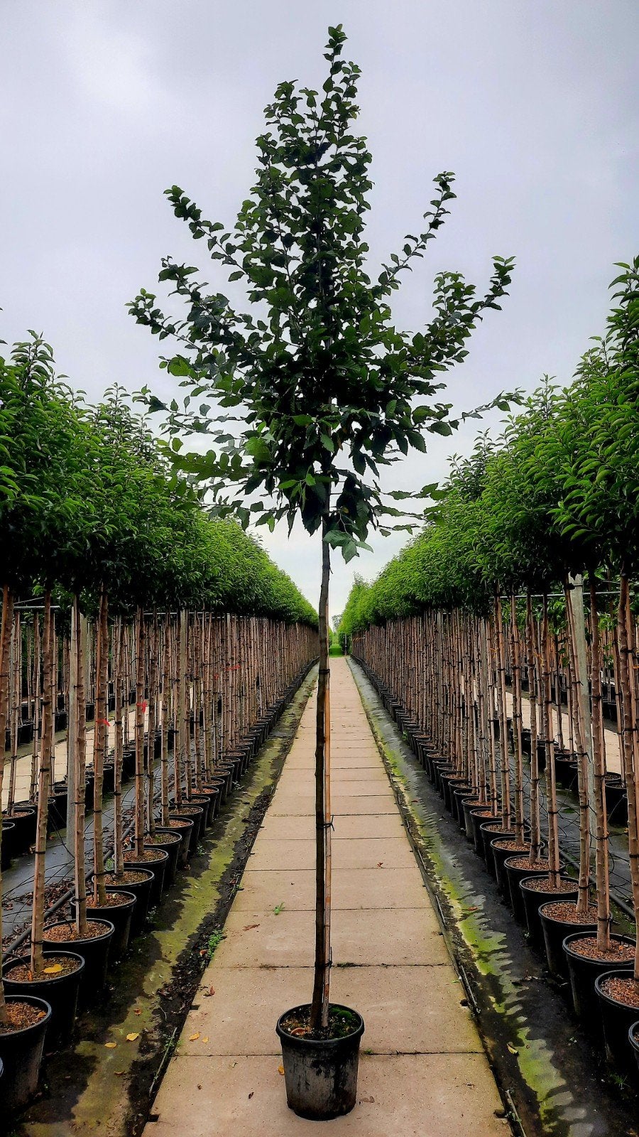 Carpinus Betulus Hoogstam / Leiboom🌿, Tuin en Terras, Planten | Bomen, Ophalen