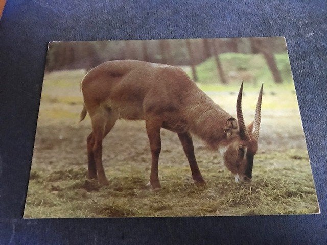 Kaapse eland, Ophalen of Verzenden, Voor 1920, Ongelopen
