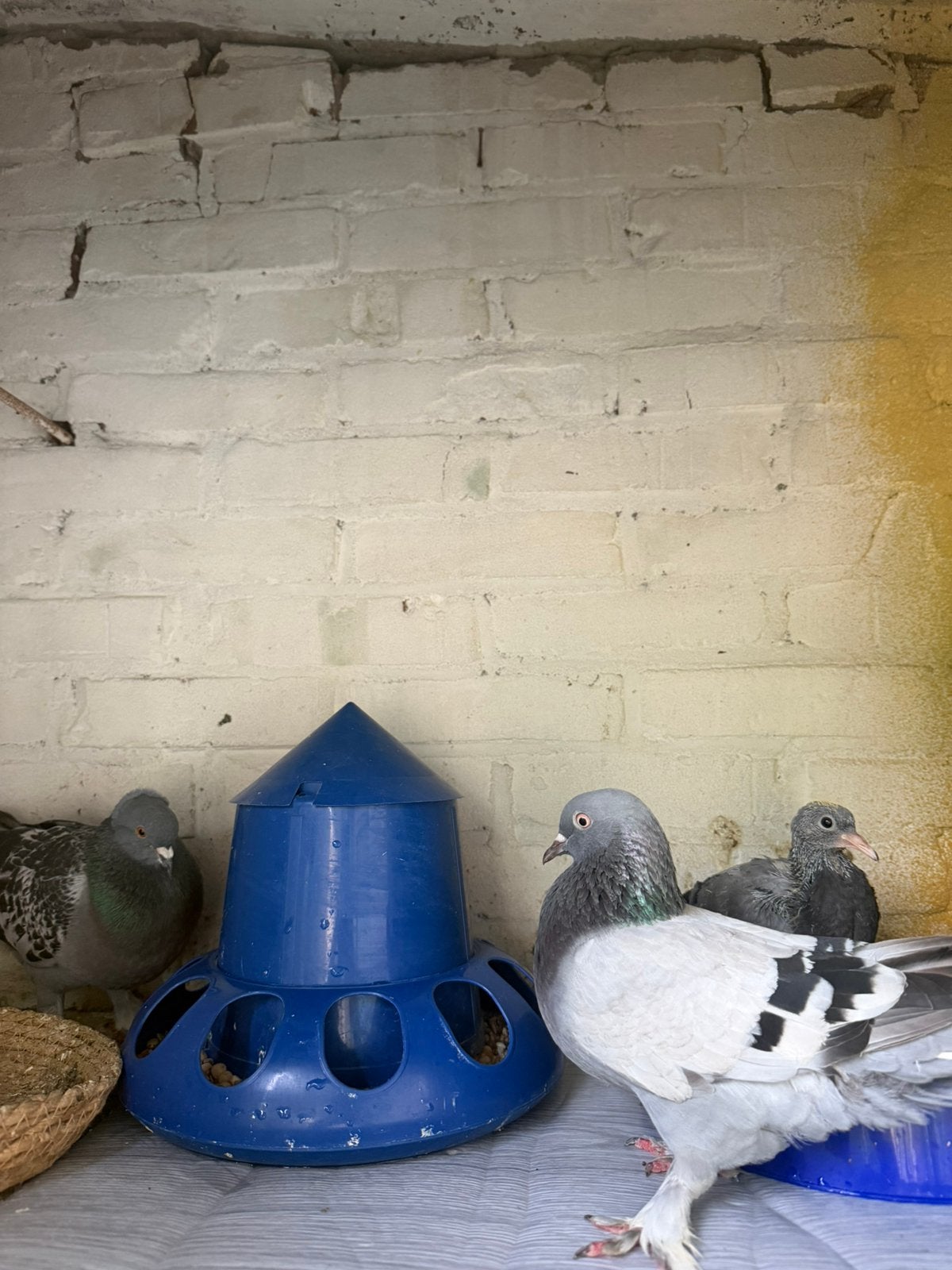 Turkse Duiven, Dieren en Toebehoren, Meerdere dieren, Overige soorten