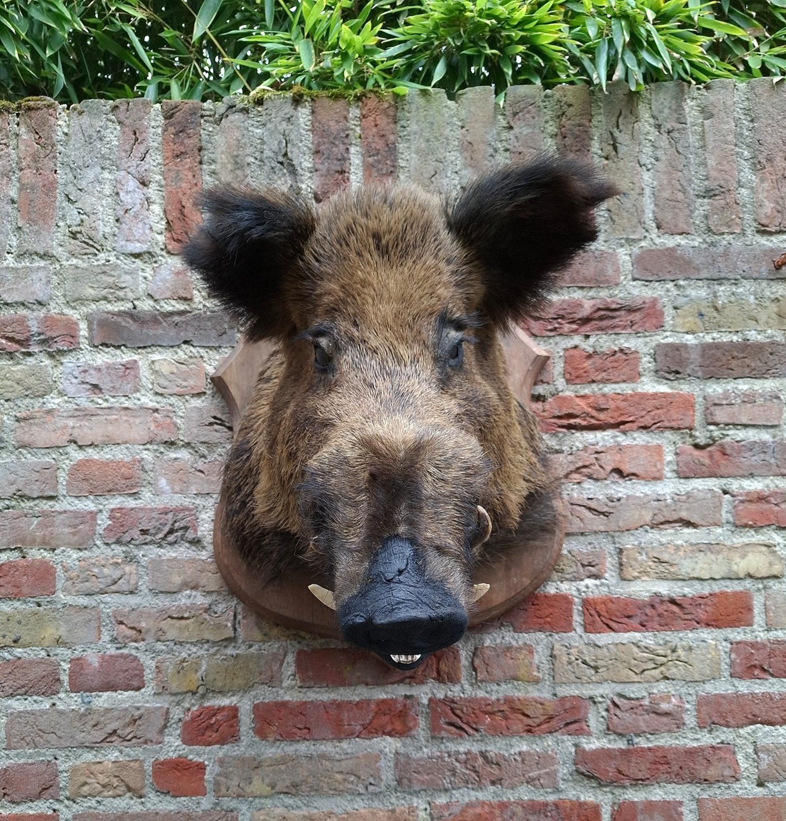 opgezette kop zwijn groot veluwe hert opgezet taxidermy, Verzamelen, Ophalen of Verzenden, Wild dier, Gewei of Kop