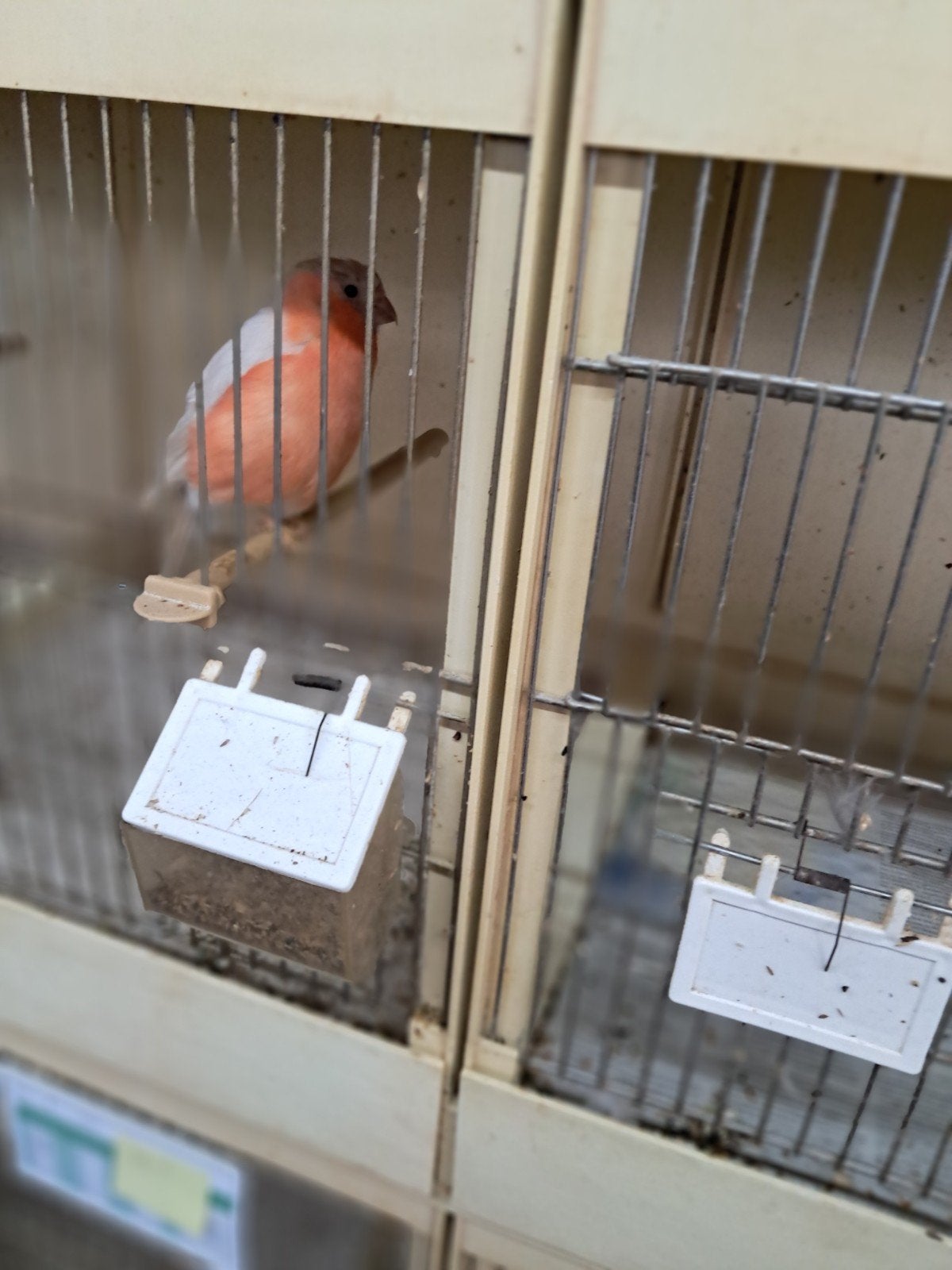 goudvinken, Meerdere dieren, Bastaard