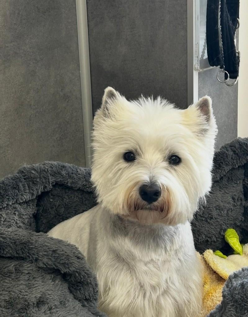west highland white terrier, Dieren en Toebehoren, Parvo, Eén hond, 3 tot 5 jaar, Nederland