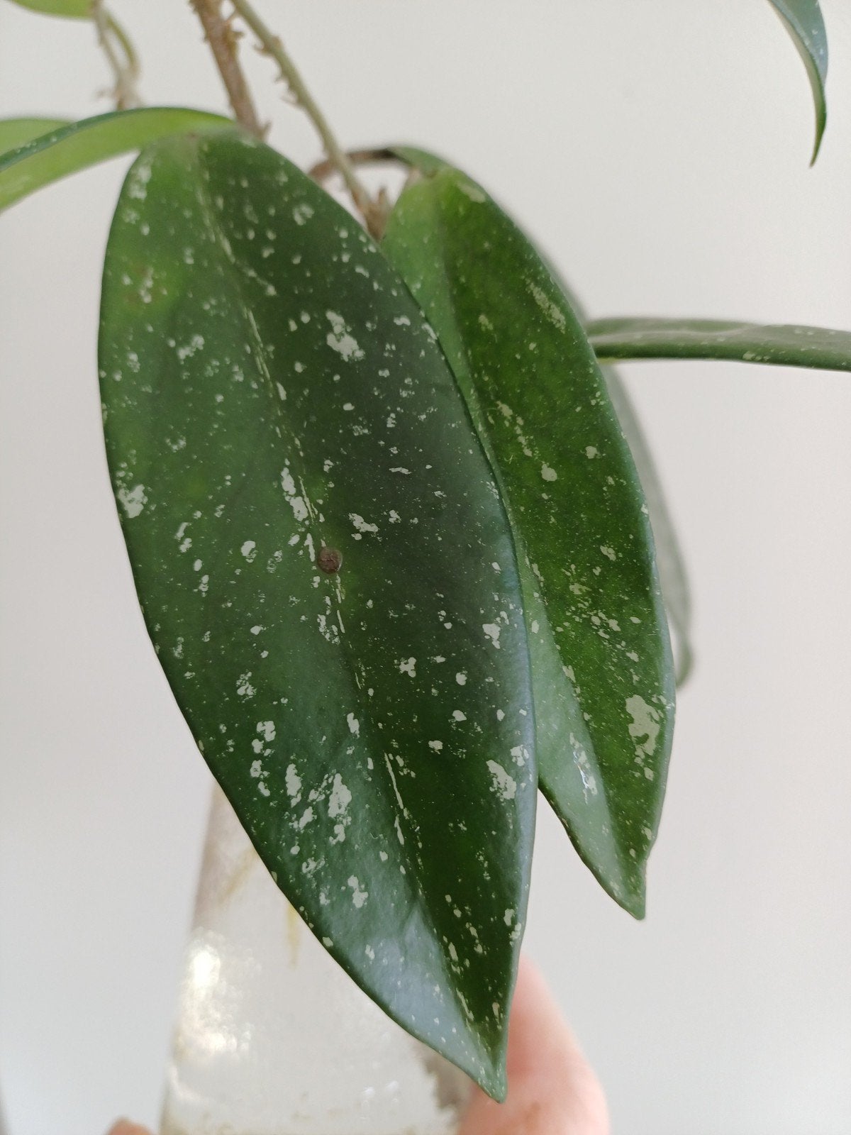 Hoya crassipetiolata splash stekken, Huis en Inrichting, Kamerplanten, Ophalen of Verzenden, Halfschaduw, Minder dan 100 cm