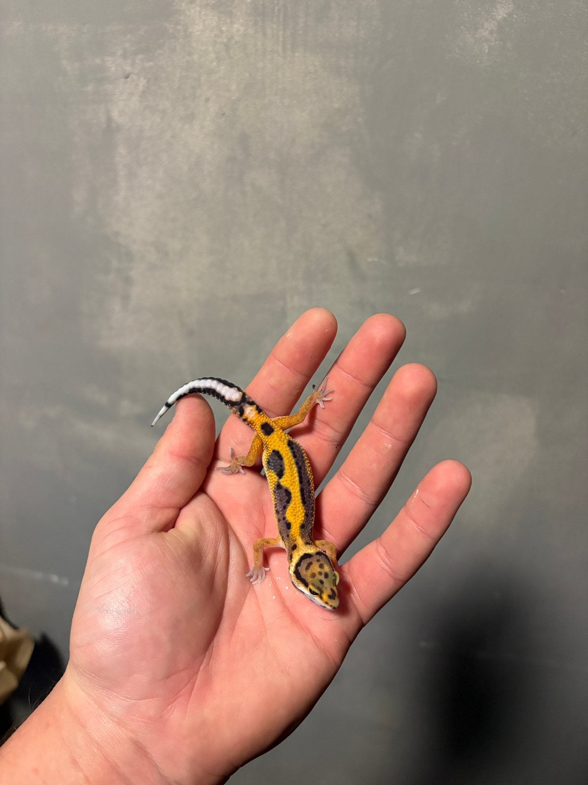 0.1 firebold cross luipaardgekko, Dieren en Toebehoren