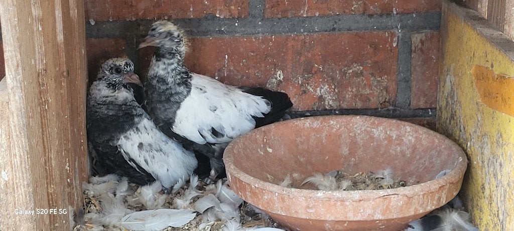 Pakistaanse hoogvliegers, Meerdere dieren