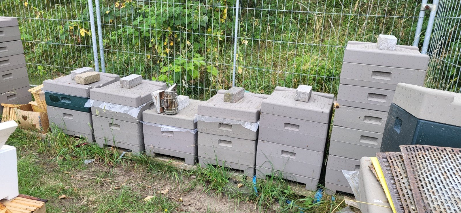 F2 buckfast 2026, Dieren en Toebehoren, Bijen