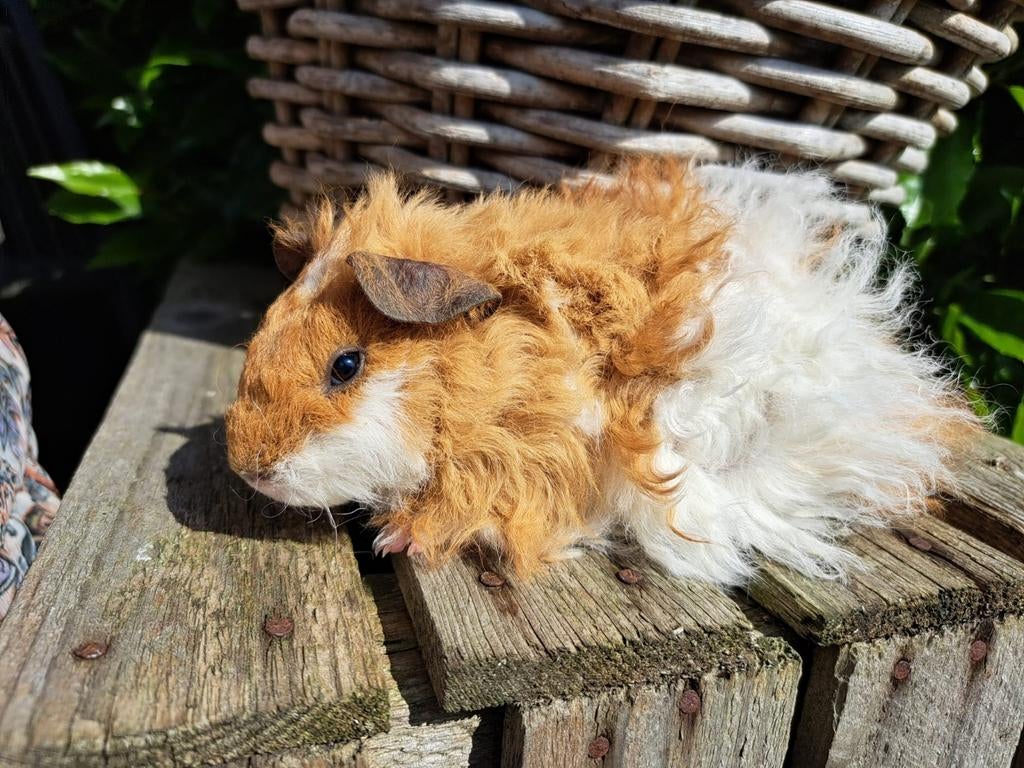 Lunkarya cavia zeugje te koop, Cavia, April, Vrouwelijk, Tam