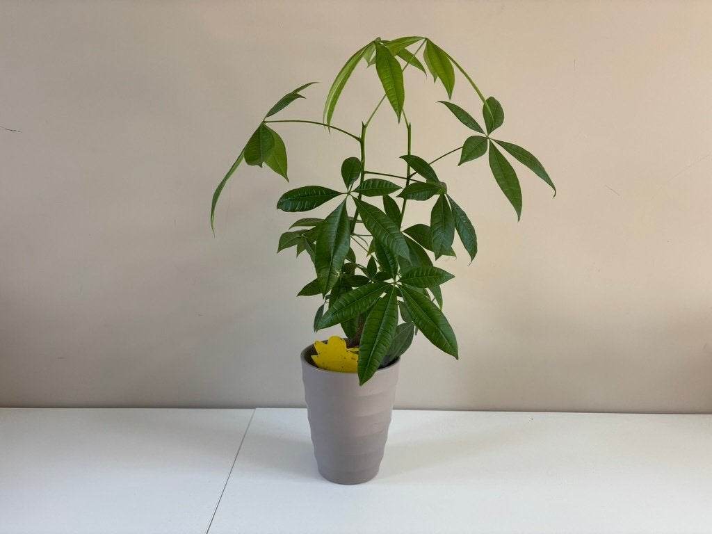 Pachira Aquatica (Geldboom), Ophalen, Overige soorten, Halfschaduw, Minder dan 100 cm