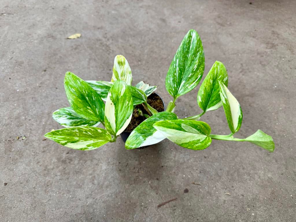 Monstera Standleyana Stardust p12, Huis en Inrichting, Kamerplanten, Overige soorten, In pot, Minder dan 100 cm, Groene kamerplant