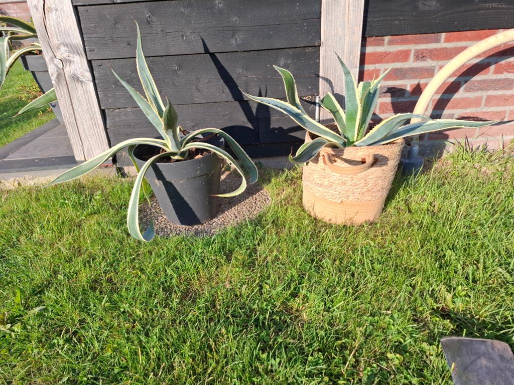Agave planten - 6 stuks. Groot en klein, Volle zon, Vaste plant, Bloeit niet, Ophalen