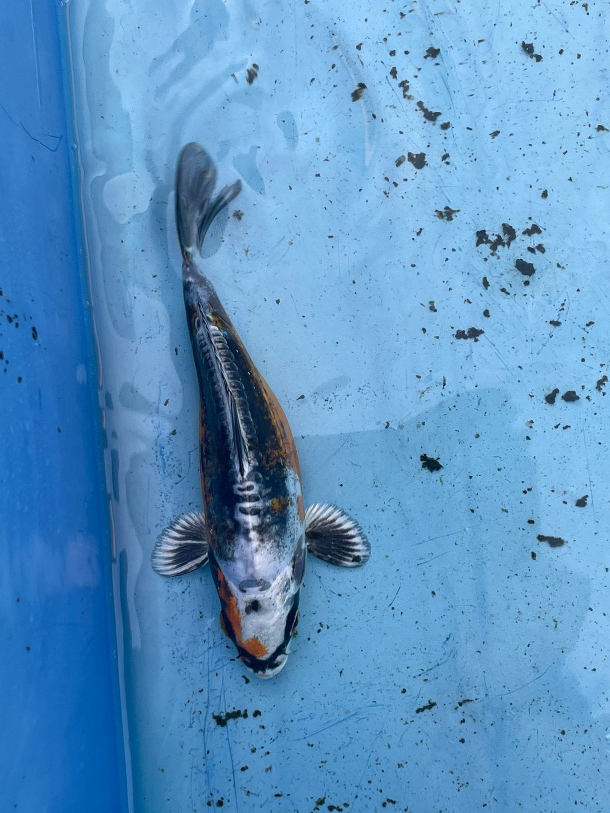 Mooi Koikarpertje 13 cm, Dieren en Toebehoren, Karper of Koi