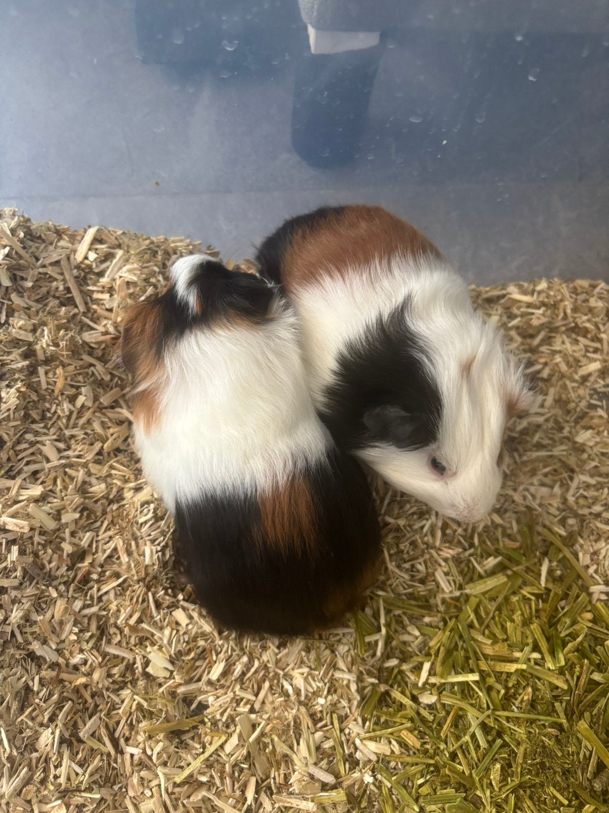Gratis ophalen alleen vandaag 5 cavia beertjes 4 a 5 weken, Juni, Mannelijk, Cavia