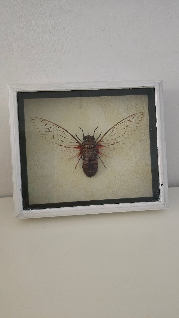 insect, Ophalen of Verzenden, Zo goed als nieuw, Beeldje of Figuurtje