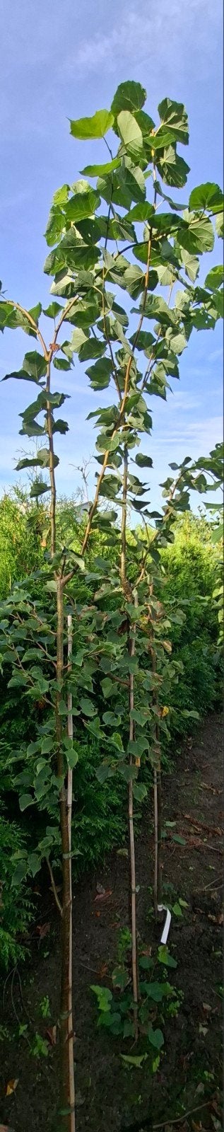 Vanaf 1/11 Winterlinde 180/200cm Tilia cordata, Ophalen