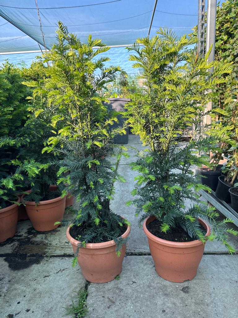 Taxus Hopken gigant 80/100 in 8 liter pot, Volle zon, Vaste plant, Bloeit niet, Ophalen