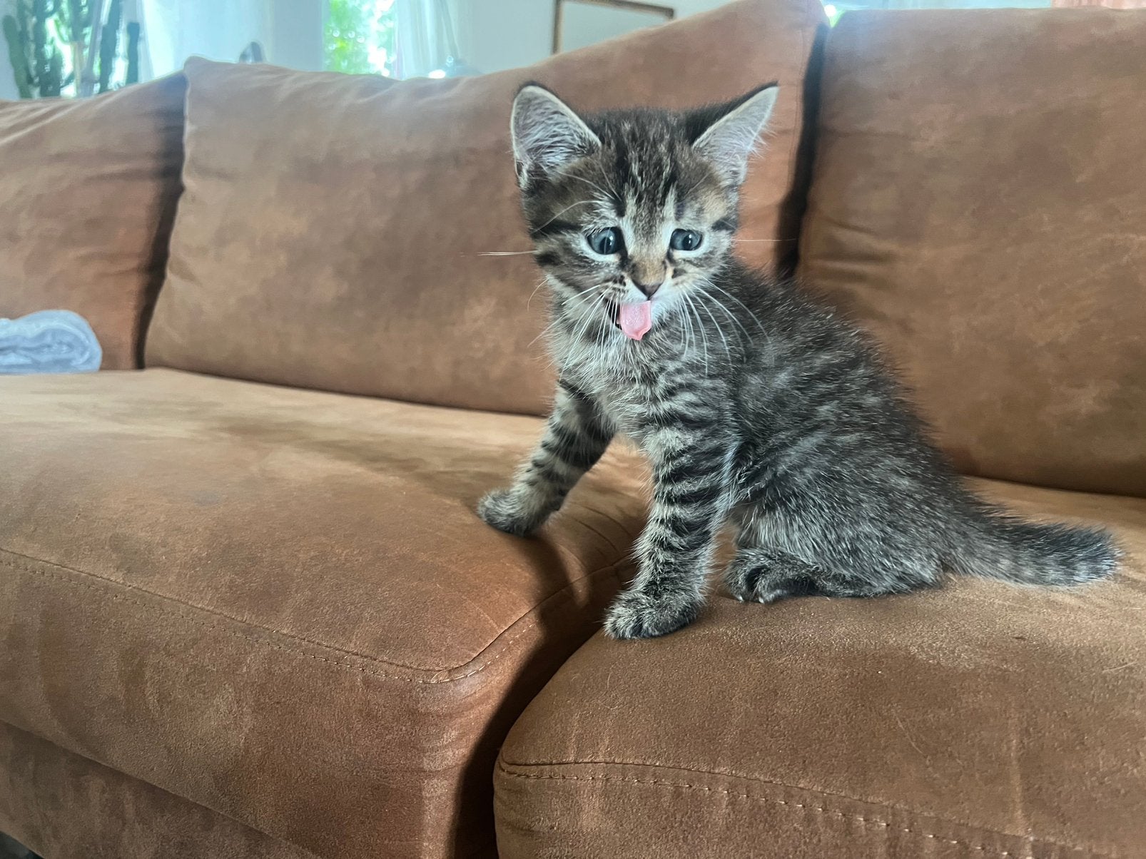 Kittens 8 weken, Dieren en Toebehoren, Meerdere dieren, 0 tot 2 jaar