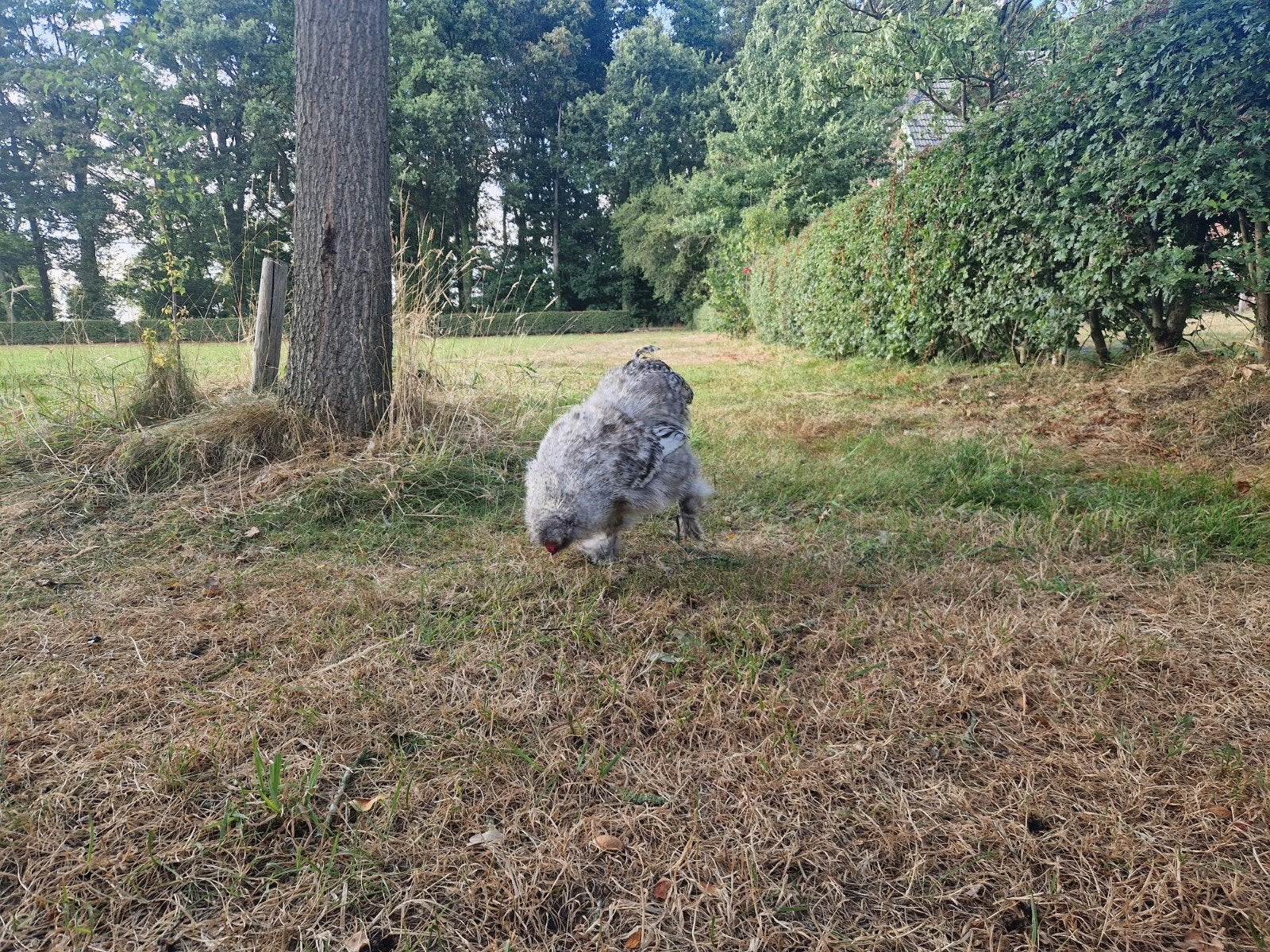 Zijdehoentjes 2 stuks, Dieren en Toebehoren, Pluimvee, Kip