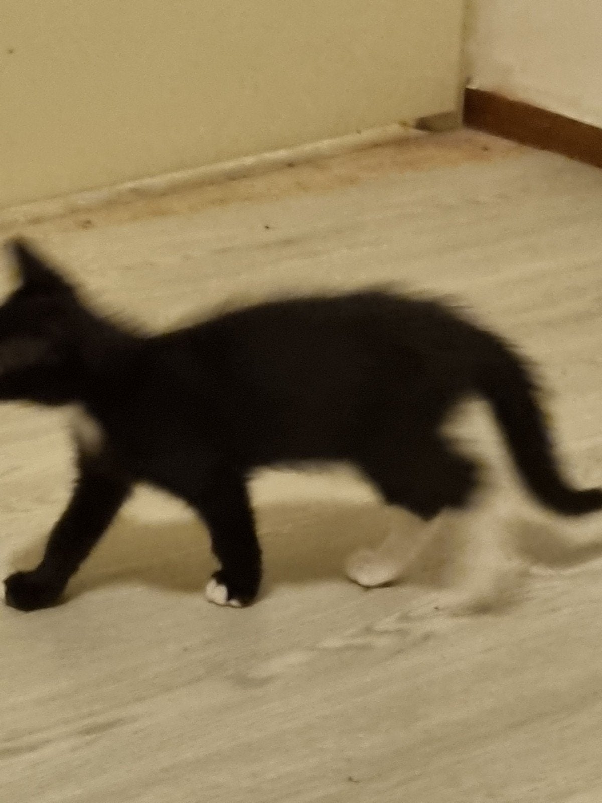 Kittens, Dieren en Toebehoren, Geslacht onbekend, Kortharig, 0 tot 2 jaar