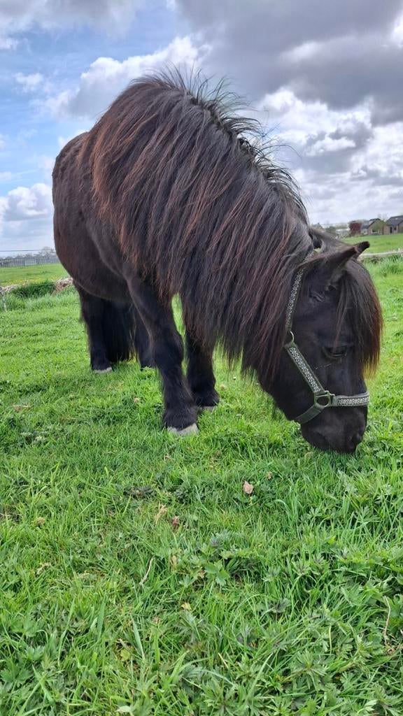Stal met uitloop te huur, Weidegang, 1 paard of pony