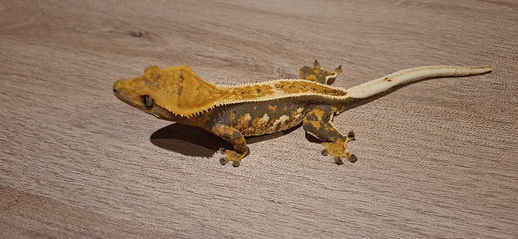 Emptyback Tricolor wimpergekko vrouw, Dieren en Toebehoren, Hagedis, Tam, 0 tot 2 jaar