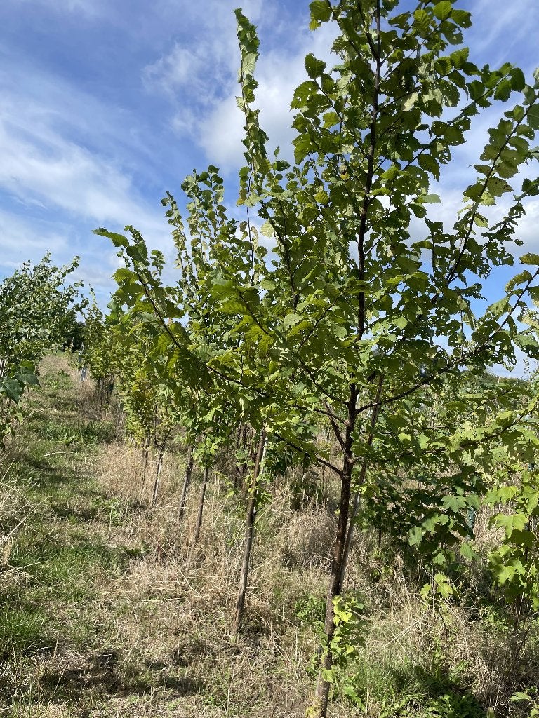 Iep Bomen, Tuin en Terras, Ophalen, Lente, Volle zon, Overige soorten
