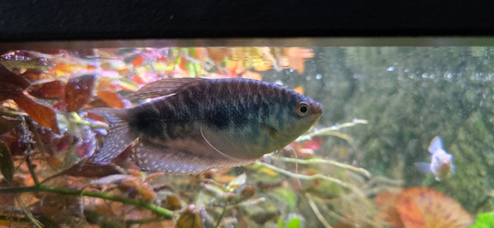Gourami een blauwe en een gele, Vis