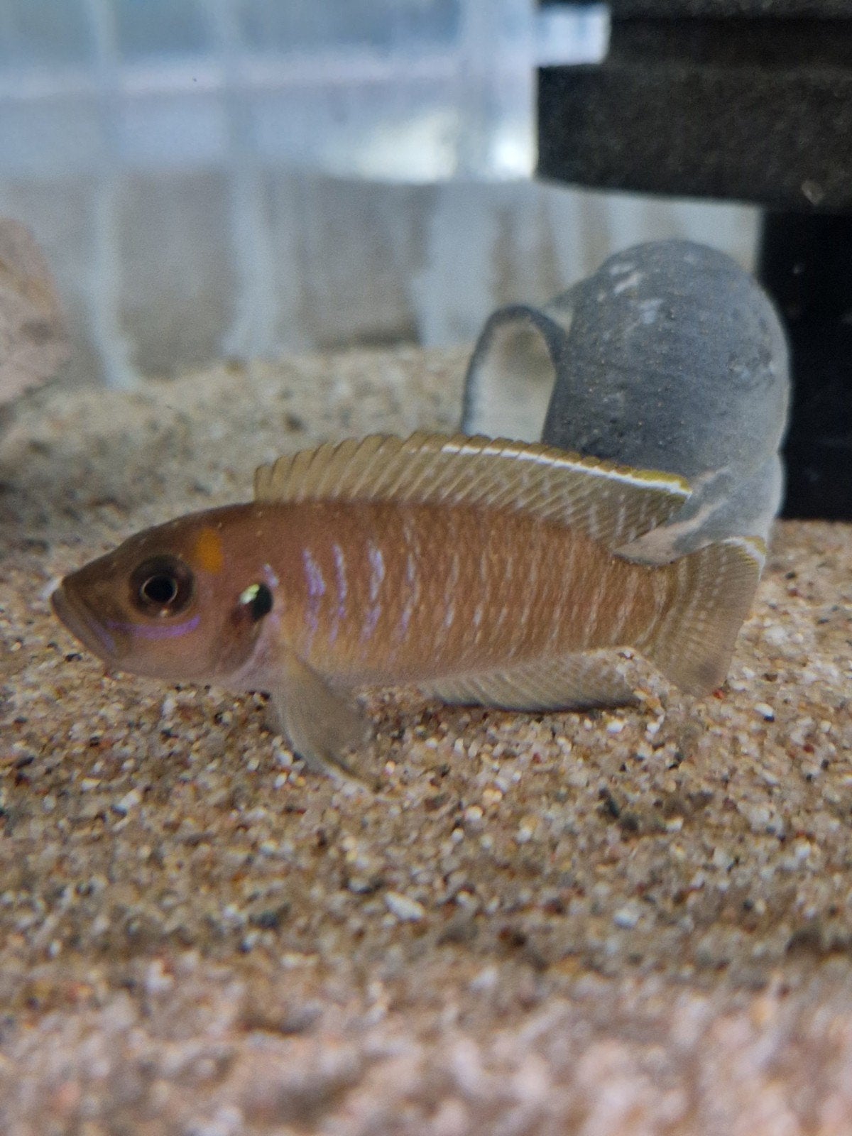 Neolamprologus Brevis Chaitika  F1  slakkenhuiscichlide, Dieren en Toebehoren, Vis, Zoetwatervis