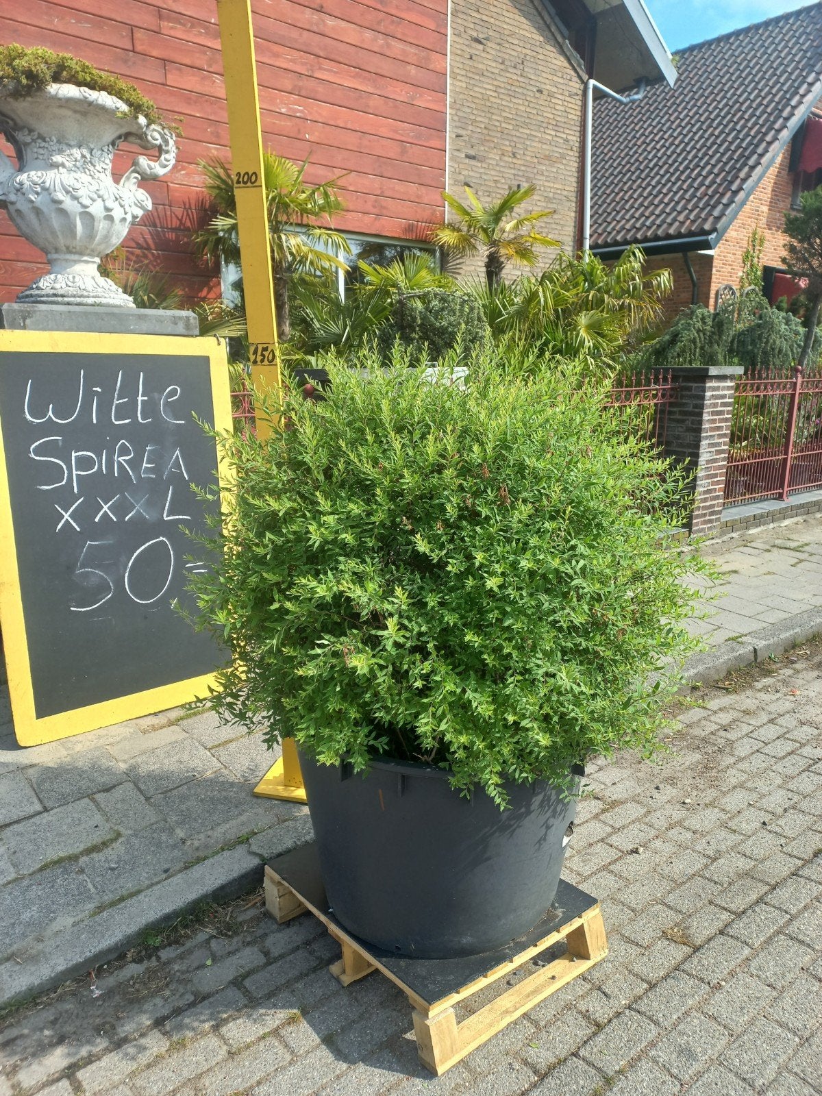 Grote Witte Spirea XXL - Prachtige Tuinplant, Ophalen
