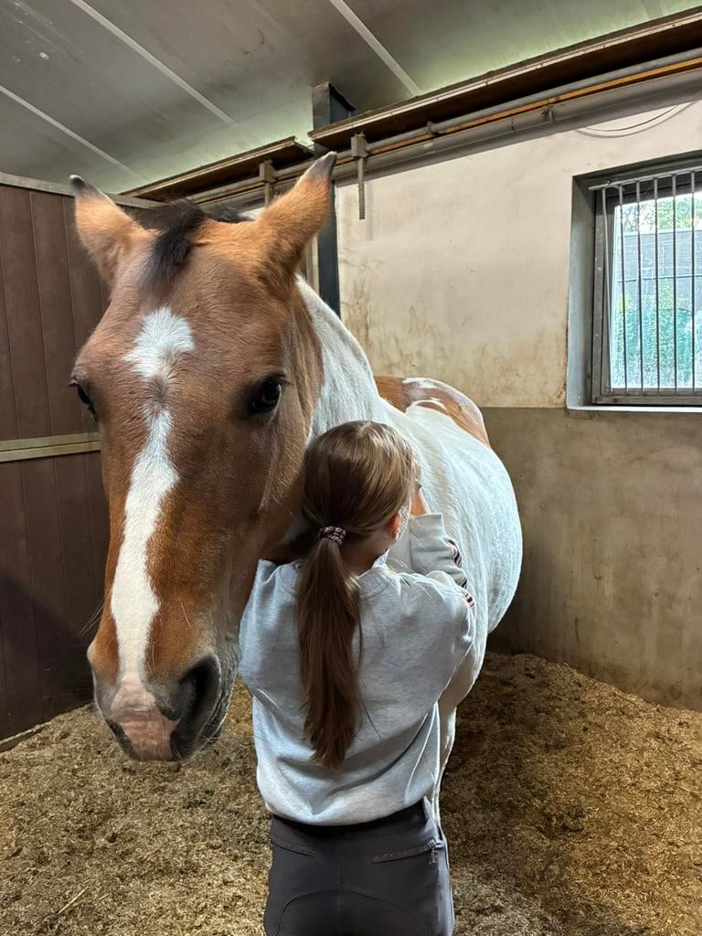 Verzorgpony gezocht!, Ophalen, Nieuw