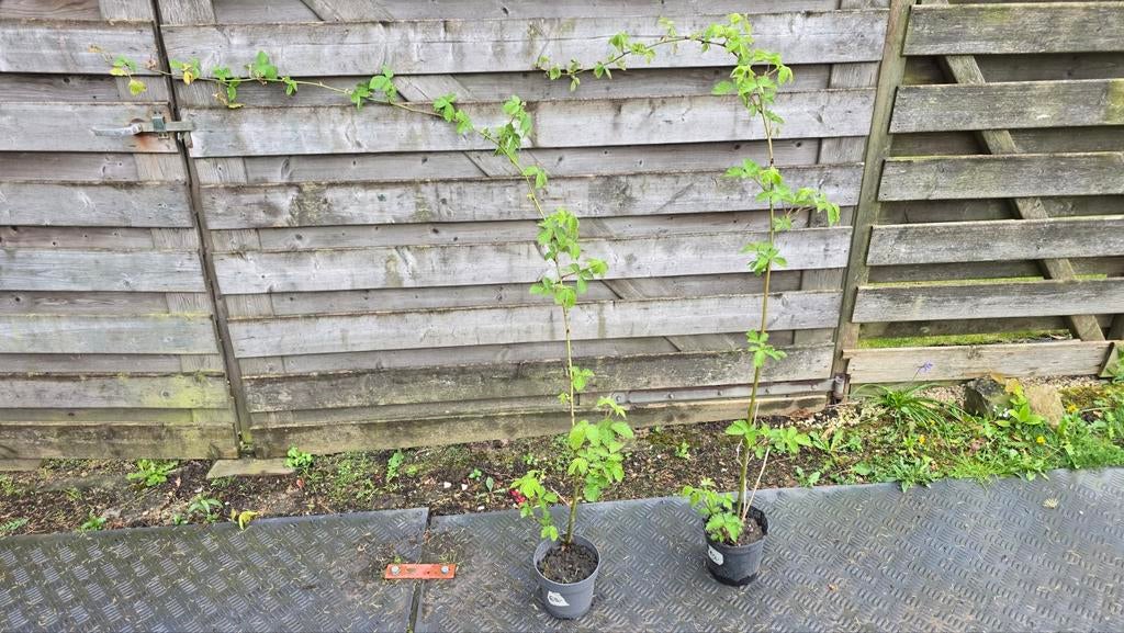Doornloze bramenstruik. 2 stuks €6,-, Ophalen, Volle zon, Vaste plant, Zomer